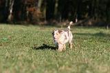 BERGER AUSTRALIEN PUPPIES 732